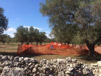 200 ελαιόδεντρα αντιστέκονται στον ΤΑΡ